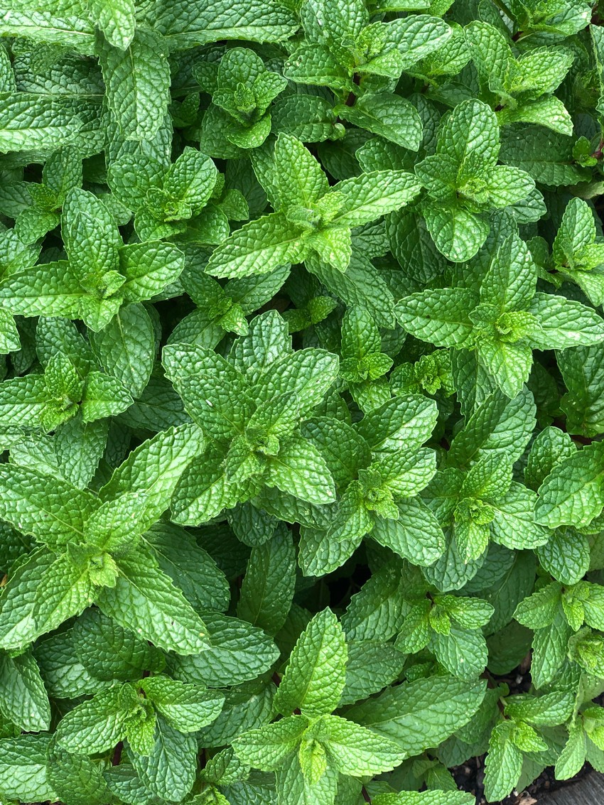 Mint at Intercoastal Vineyards