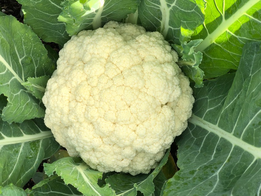 Cauliflower at Intercoastal Vineyards